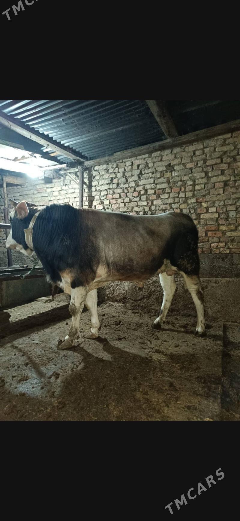 gibrid okuz - Ашхабад - img 1