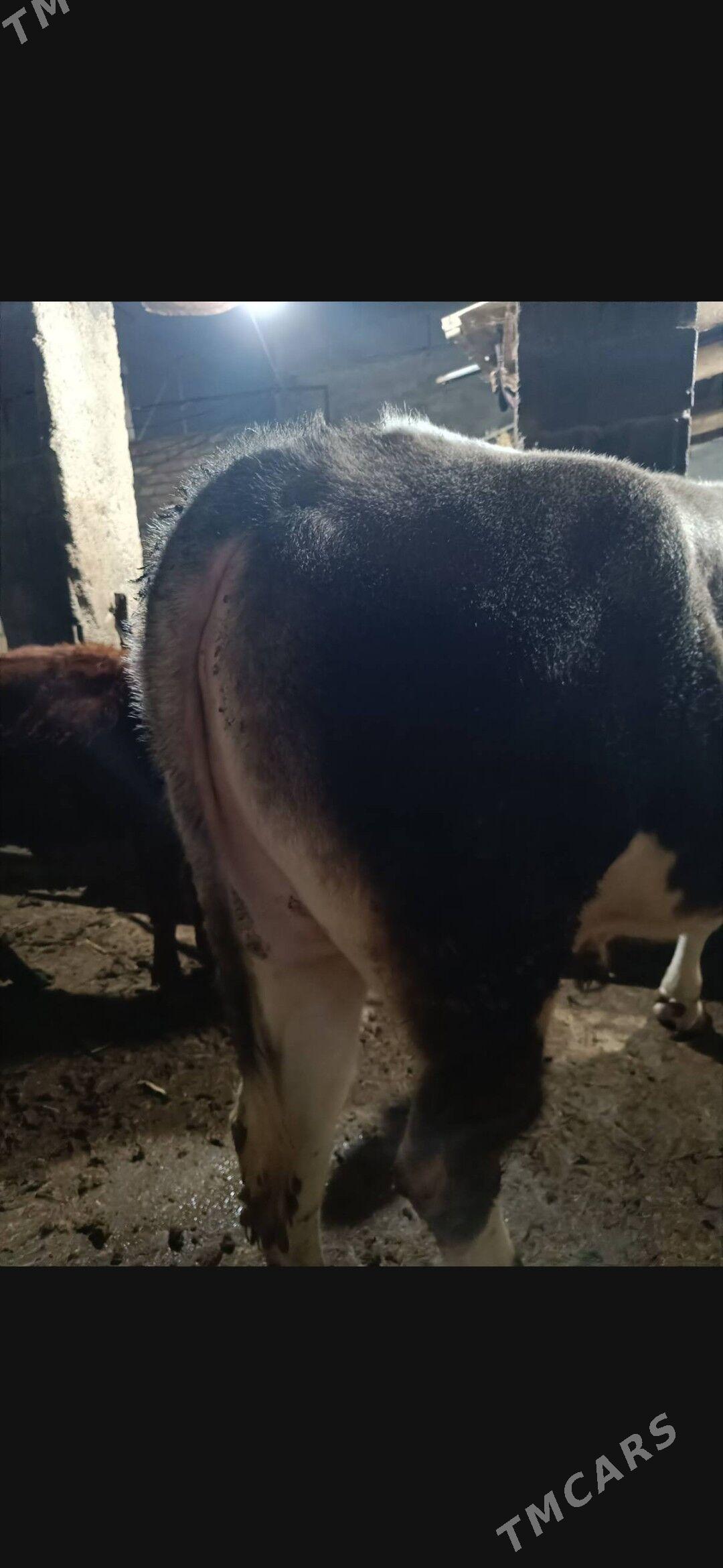 gibrid okuz - Ашхабад - img 4