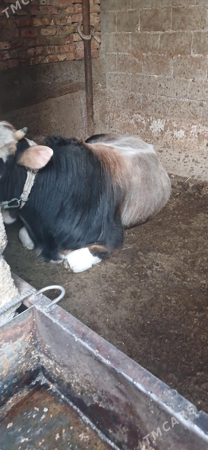 gibrid okuz - Ашхабад - img 5