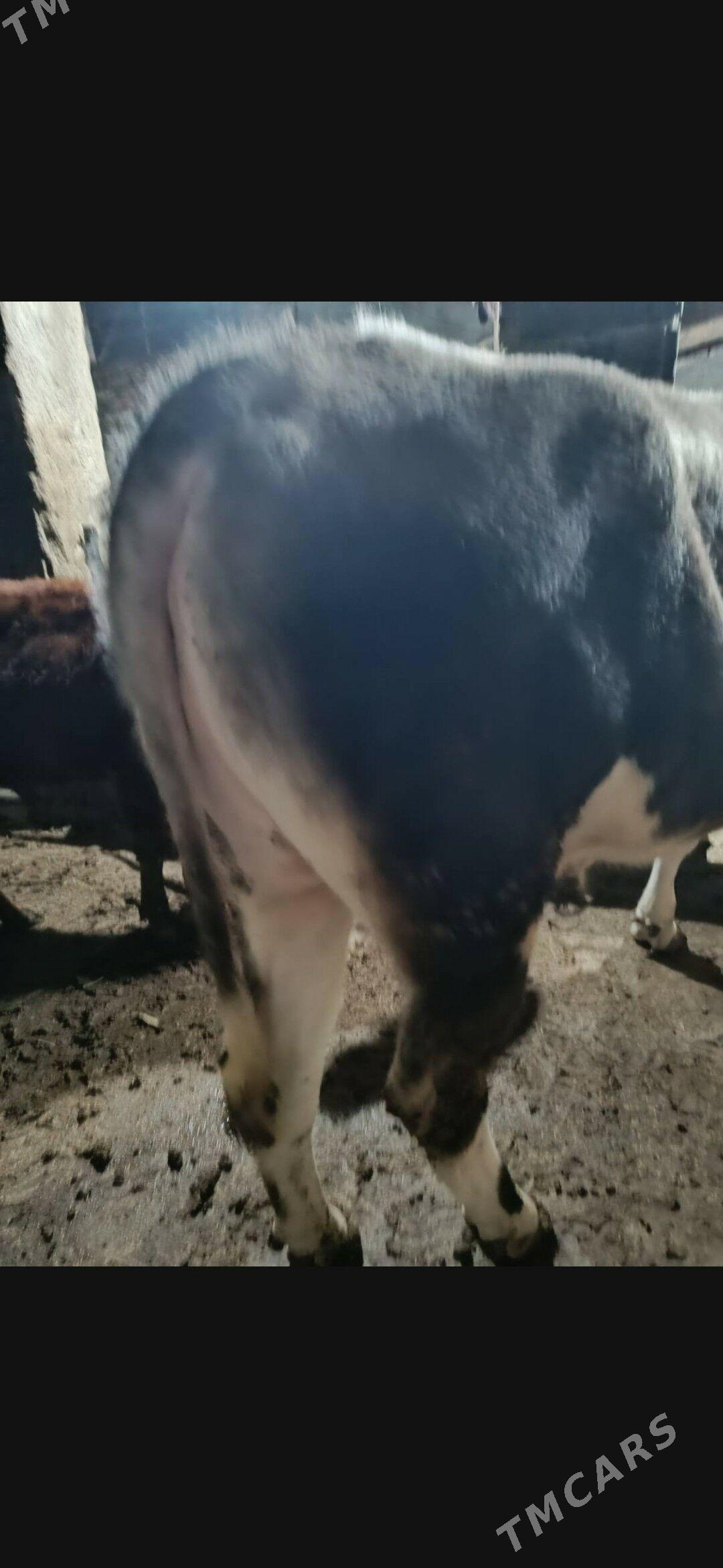 gibrid okuz - Ашхабад - img 3