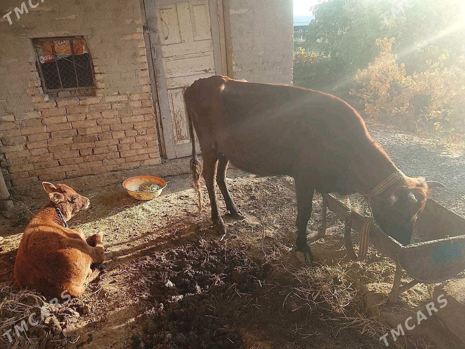 goleli sygyr - Mary - img 4