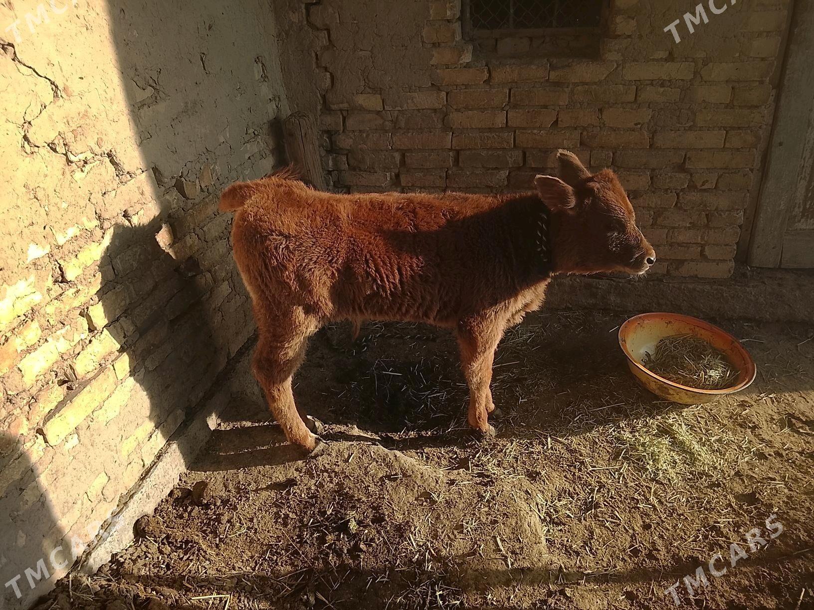 goleli sygyr - Mary - img 3