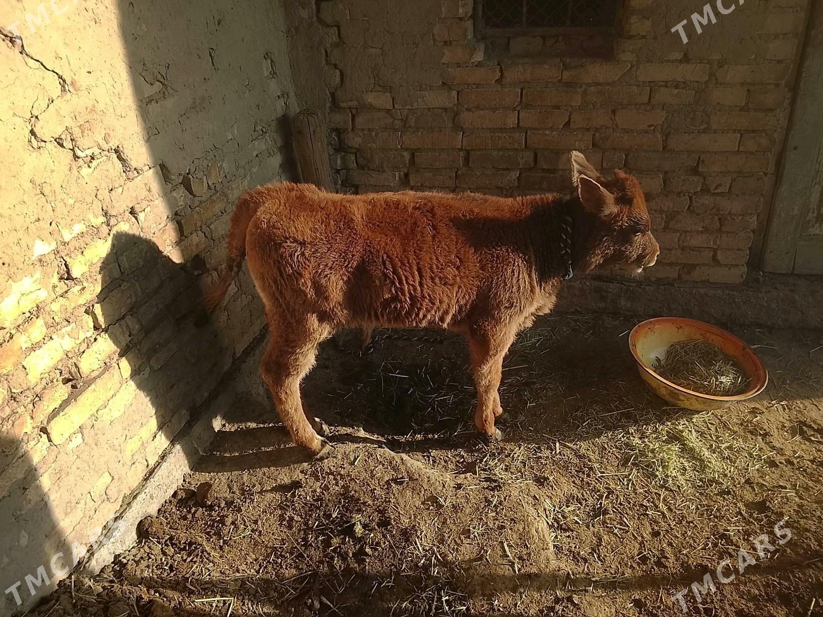 goleli sygyr - Mary - img 2