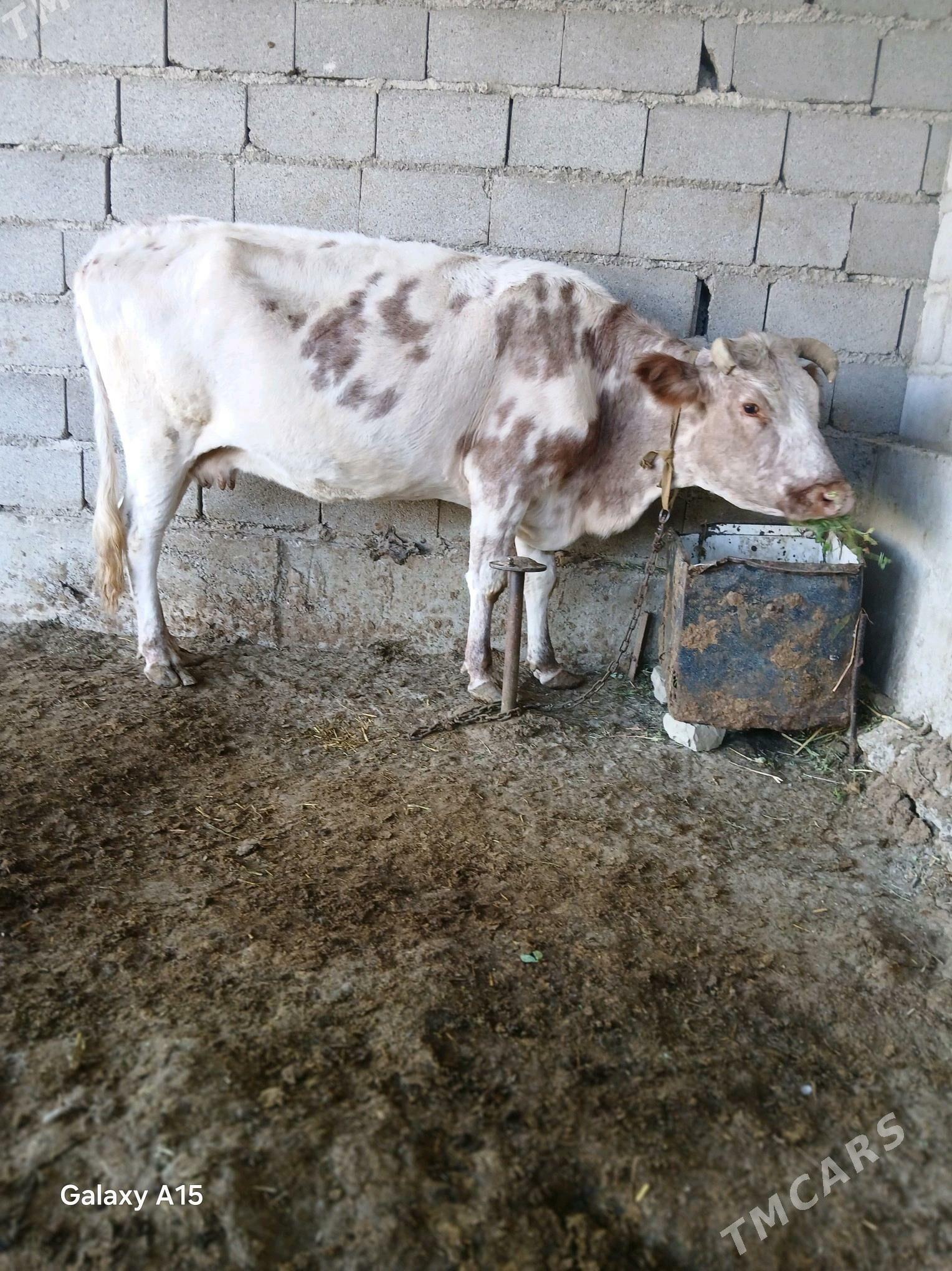 goleli sygyr - Бахарден - img 6