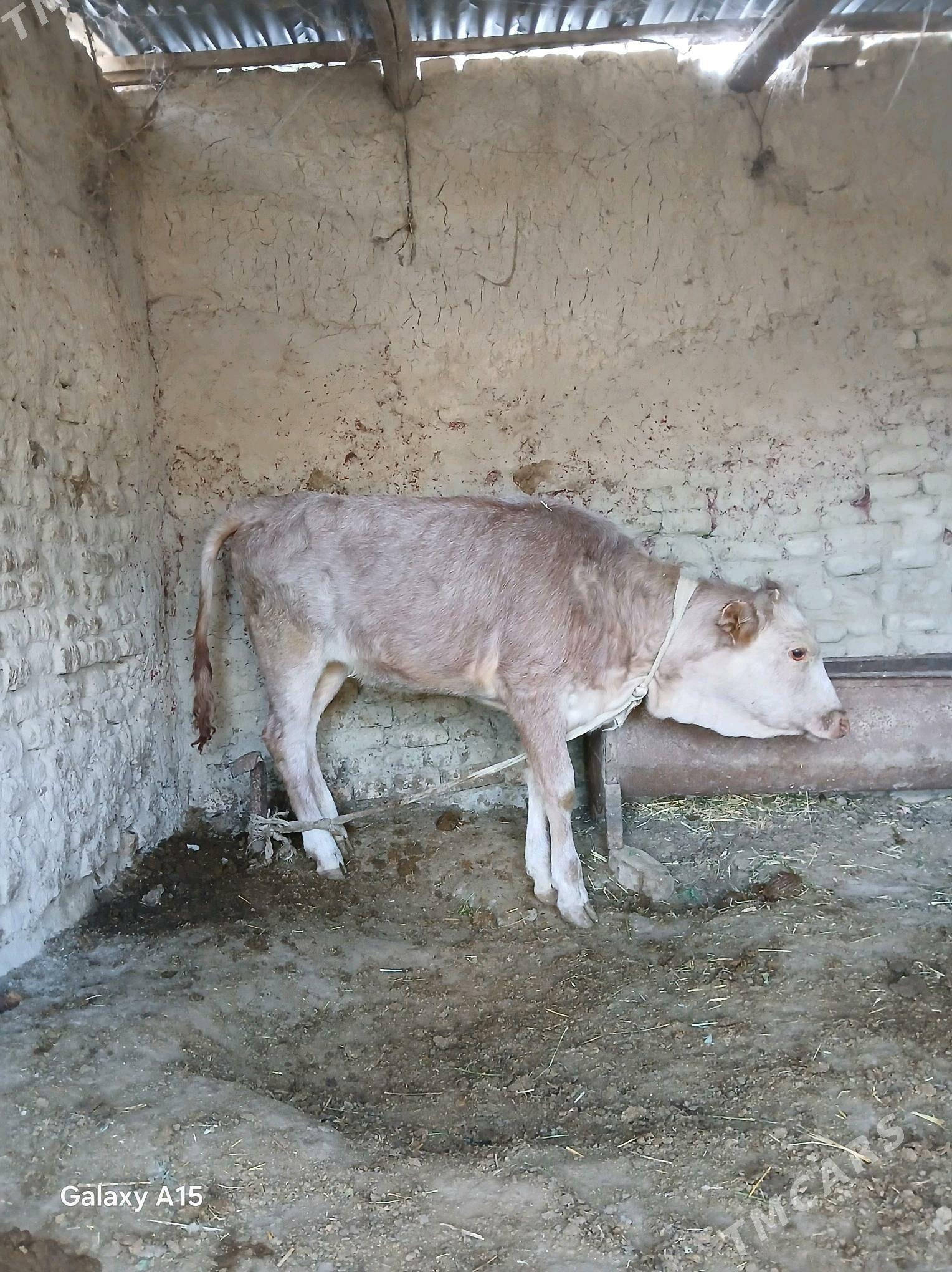 goleli sygyr - Бахарден - img 8