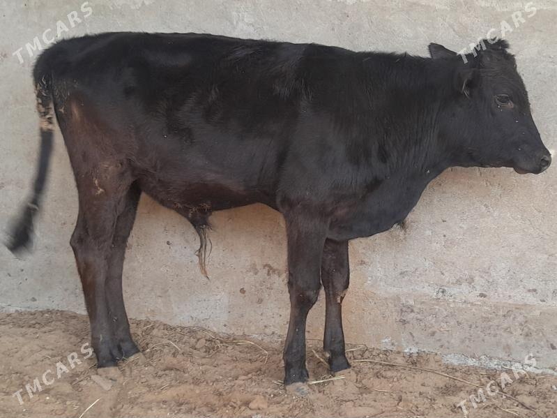 Okuz - Bagyr - img 2