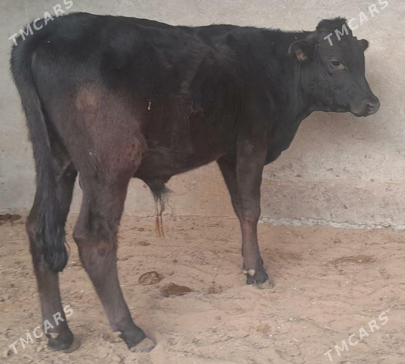 Okuz - Bagyr - img 1