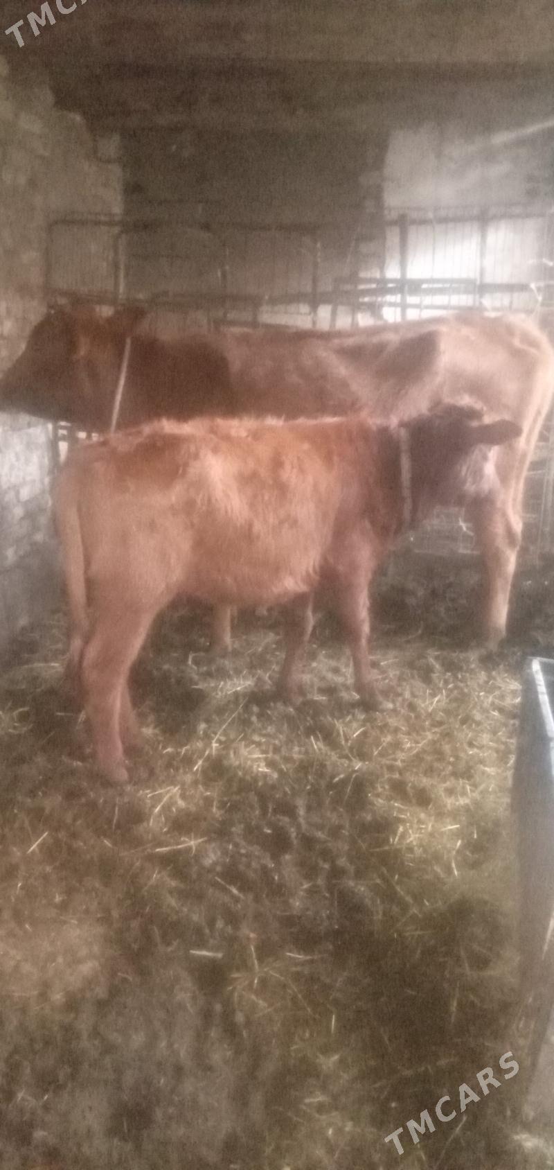 sygyr höjekli - Türkmenabat - img 6