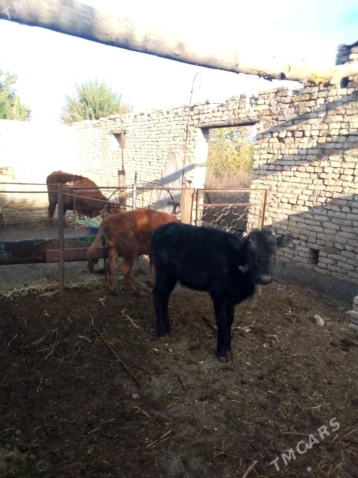 urgacy - Dänew - img 1