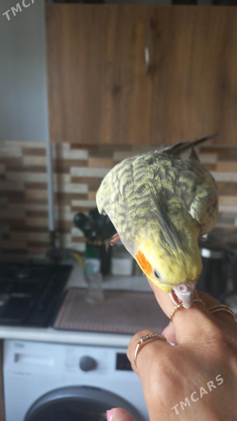 karella - Ашхабад - img 2