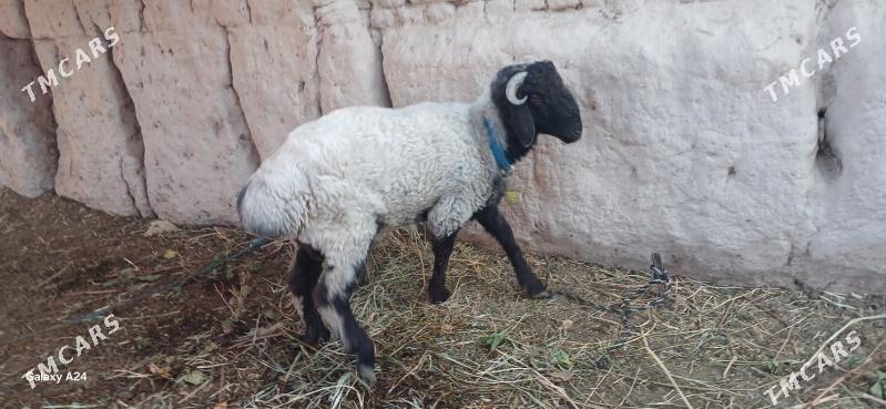 goc - Daşoguz - img 1