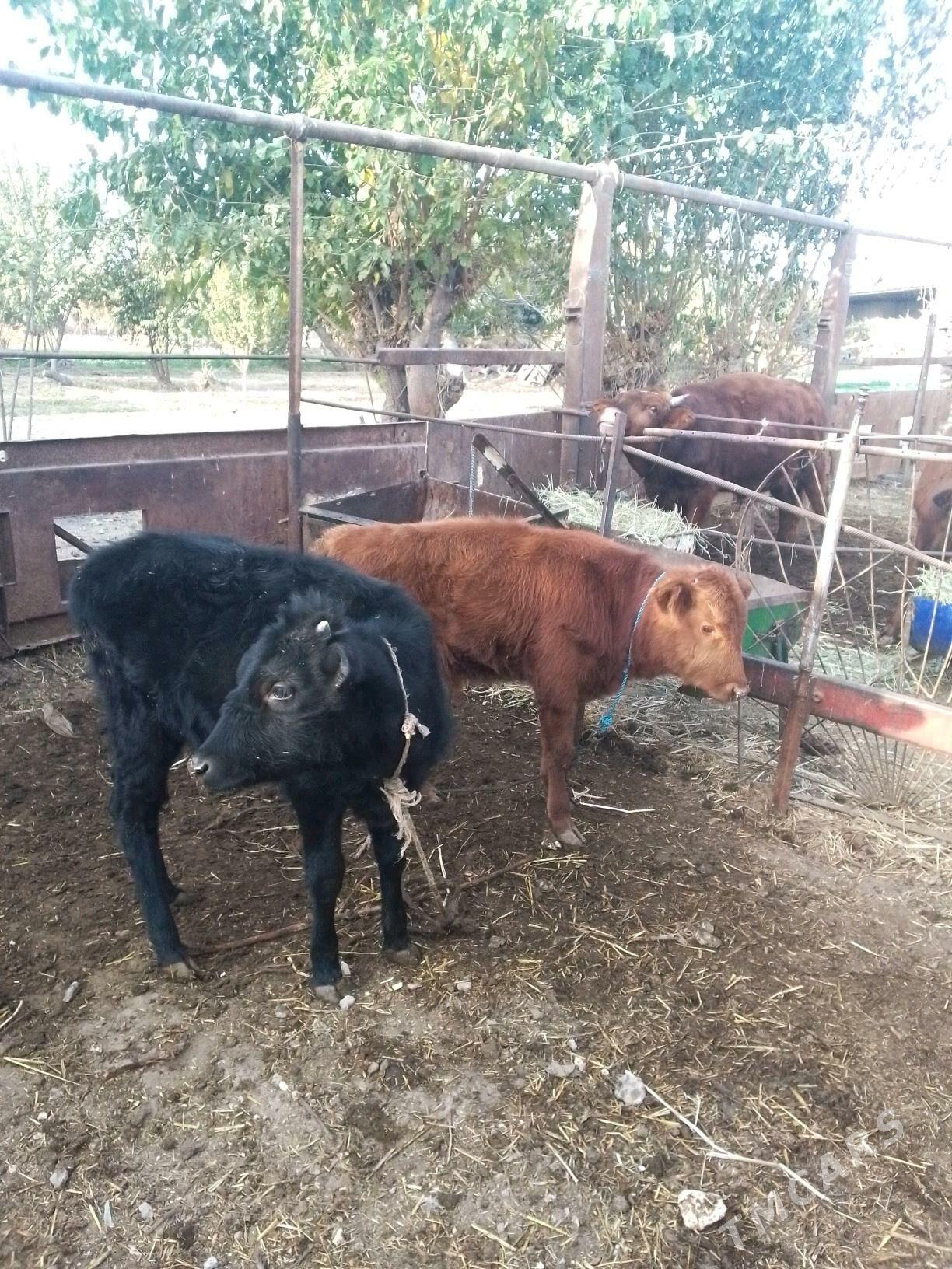 urgacy - Dänew - img 3