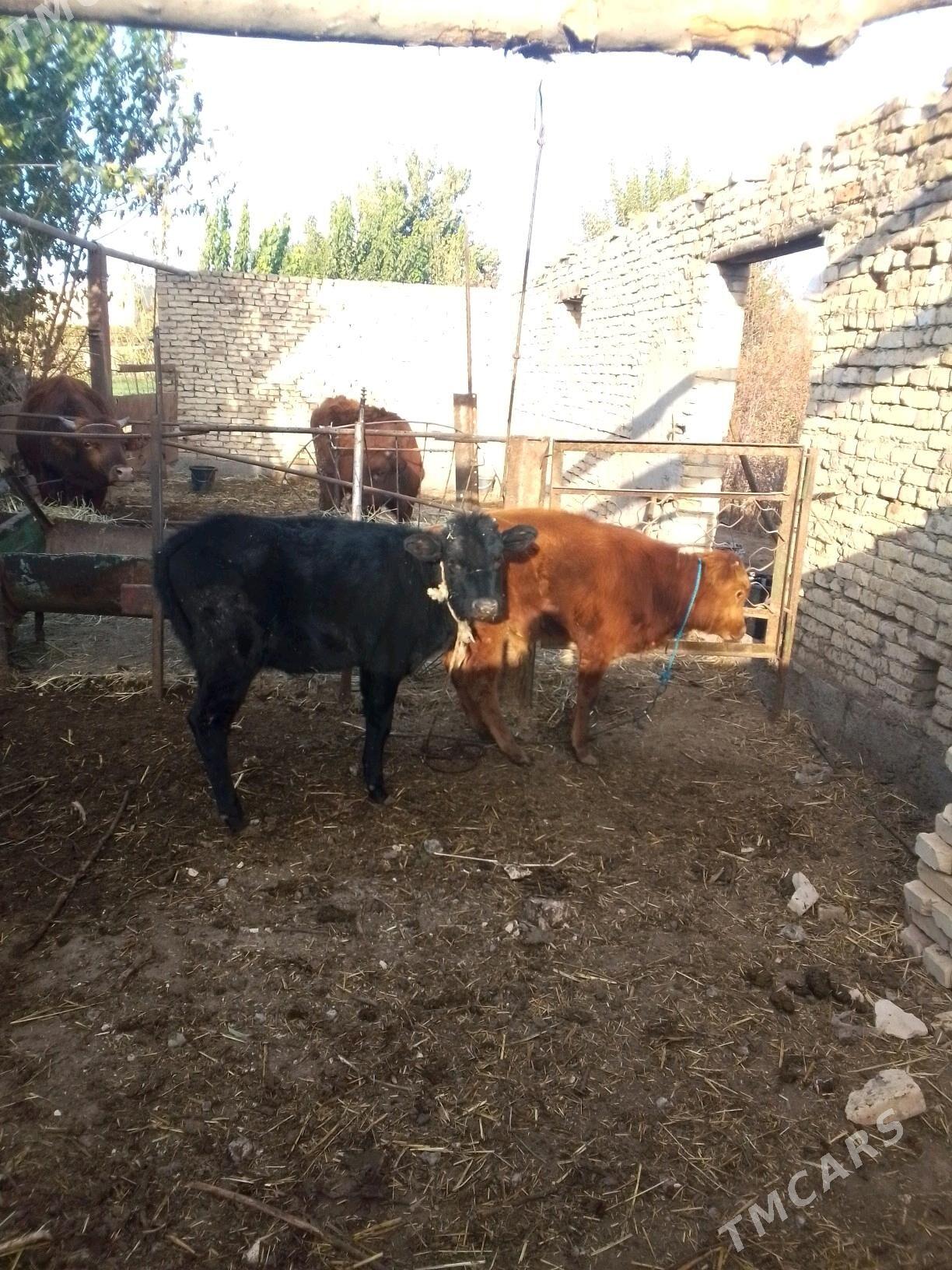 urgacy - Dänew - img 2