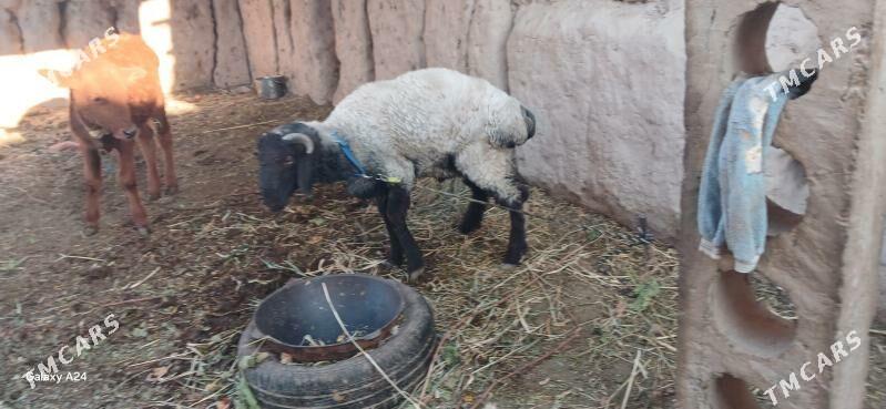 goc - Daşoguz - img 3