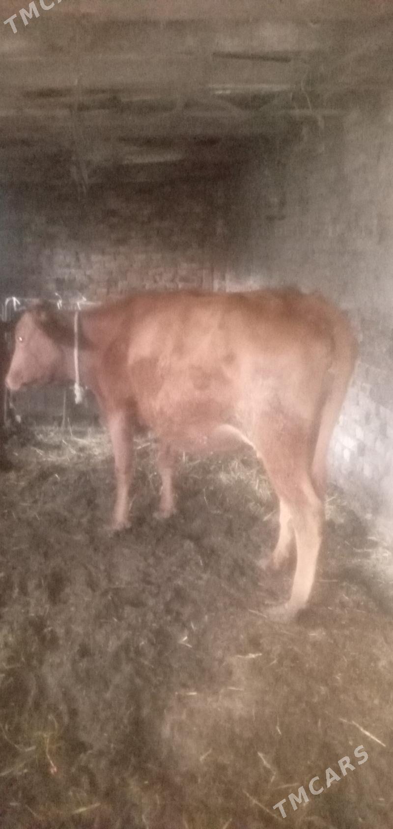 sygyr höjekli - Türkmenabat - img 1