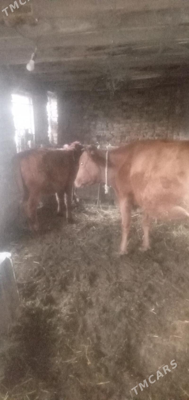 sygyr höjekli - Türkmenabat - img 2