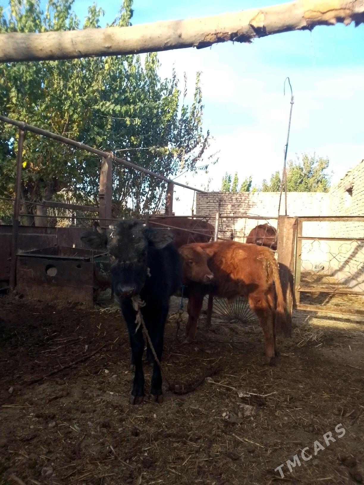 urgacy - Dänew - img 4