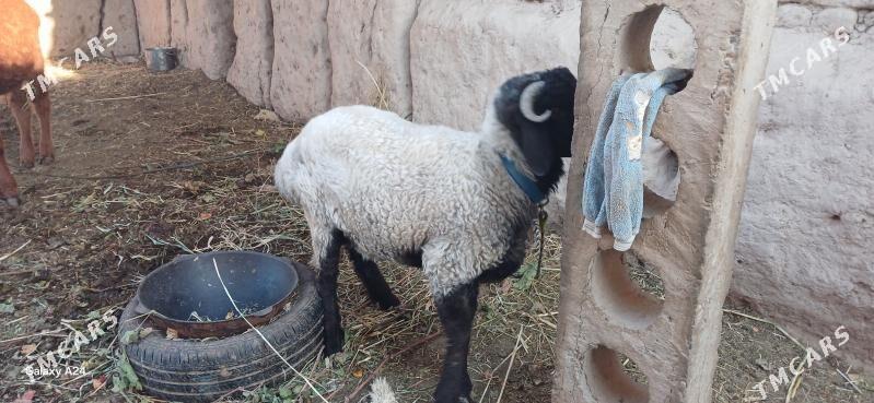 goc - Daşoguz - img 2