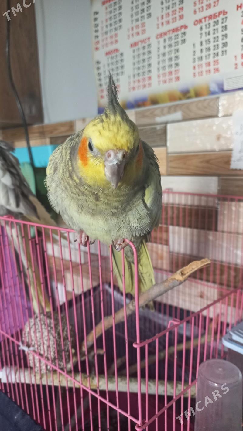 karella - Ашхабад - img 4