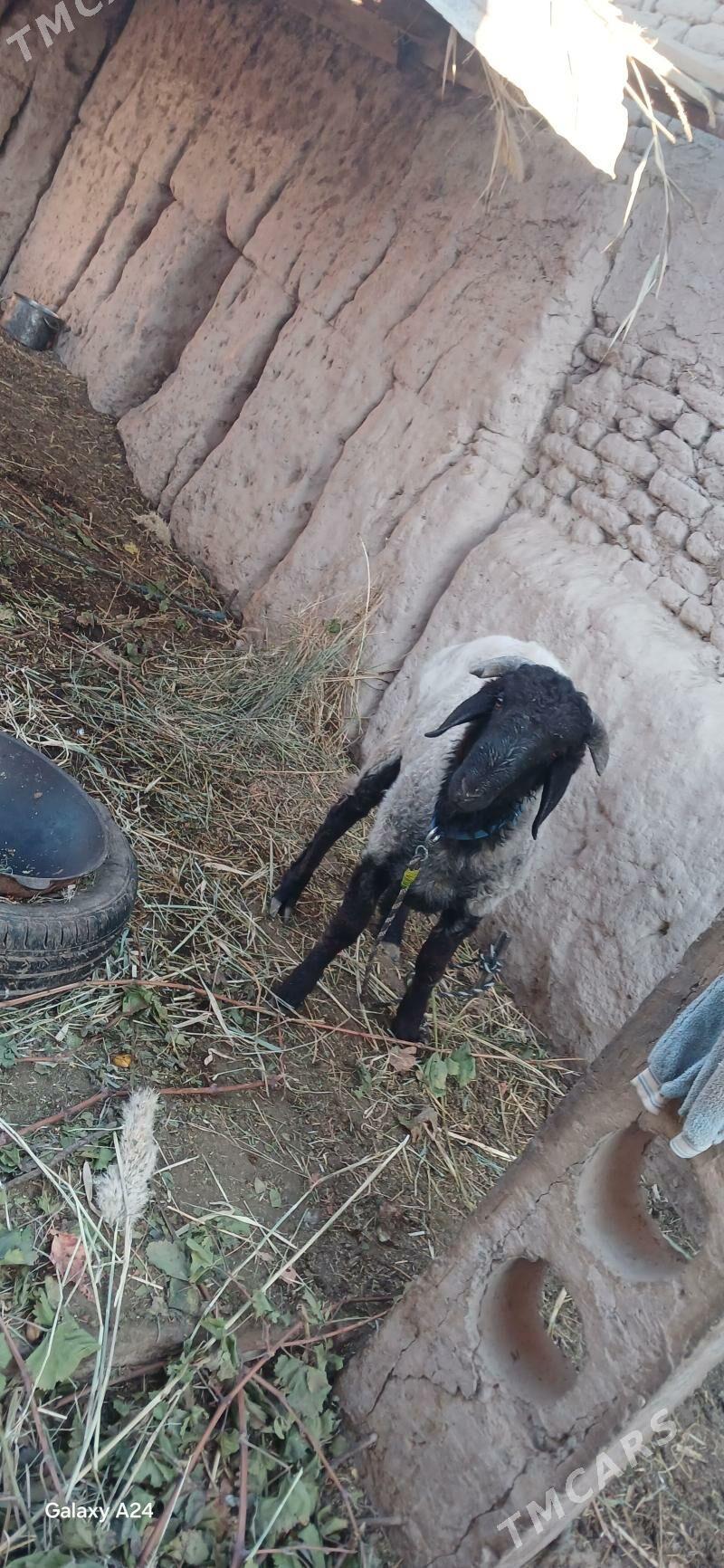 goc - Daşoguz - img 4