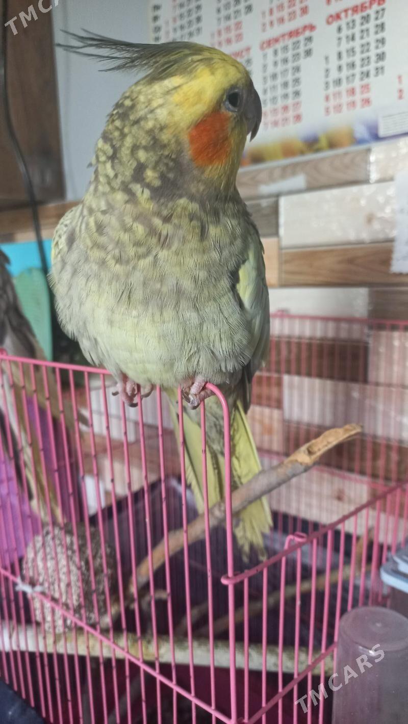 karella - Ашхабад - img 5