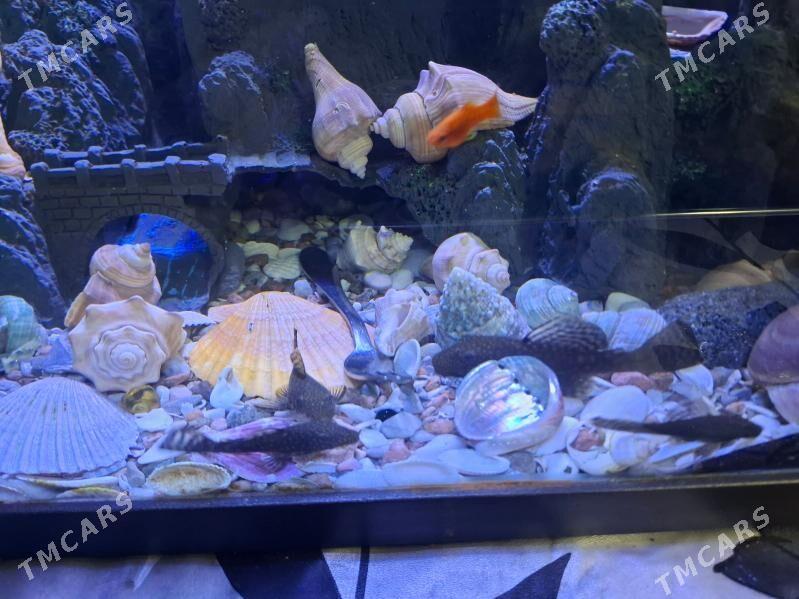 antiturus som - Гёкдже - img 17