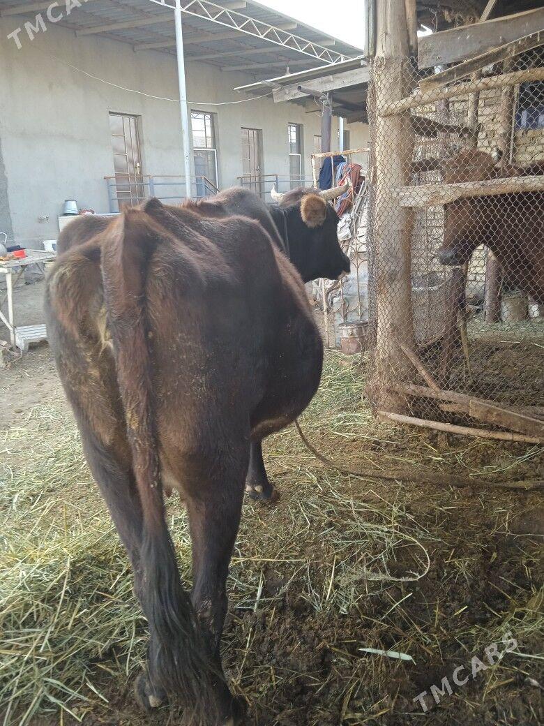 gololu sygyr - Мургап - img 3