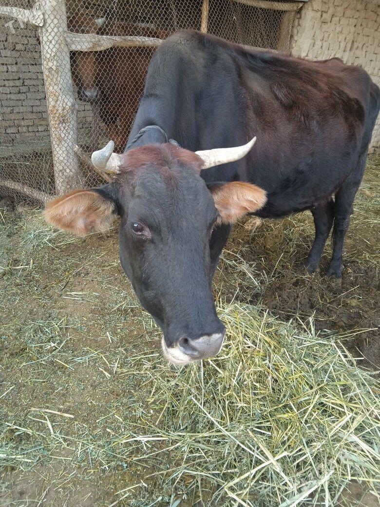 gololu sygyr - Мургап - img 1