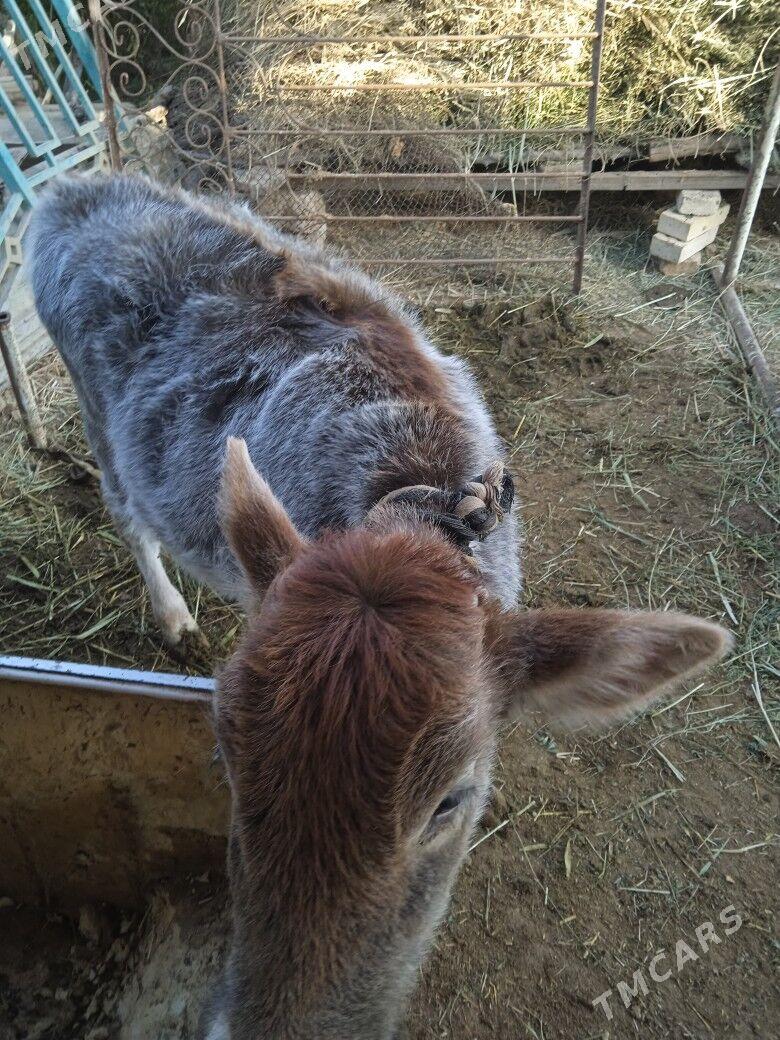 gololu sygyr - Мургап - img 4