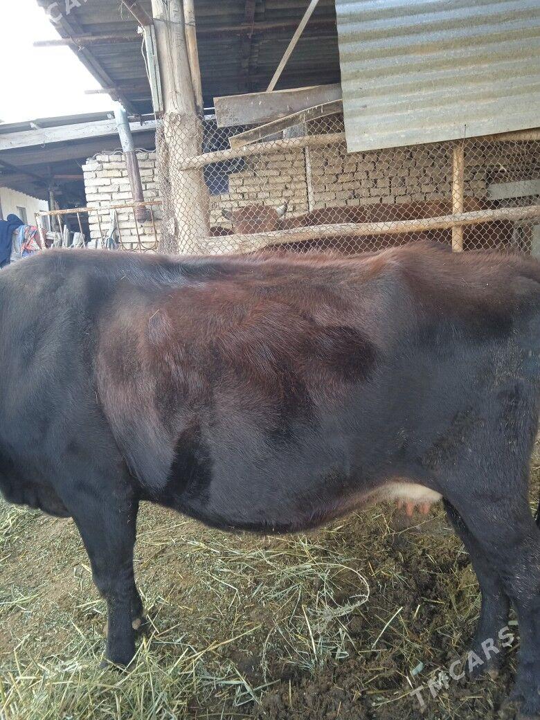 gololu sygyr - Мургап - img 2