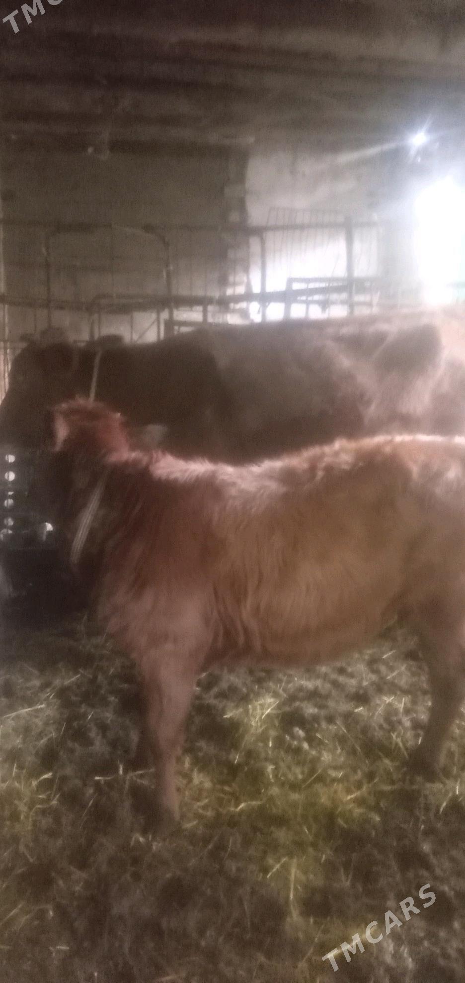 sygyr höjekli - Türkmenabat - img 4