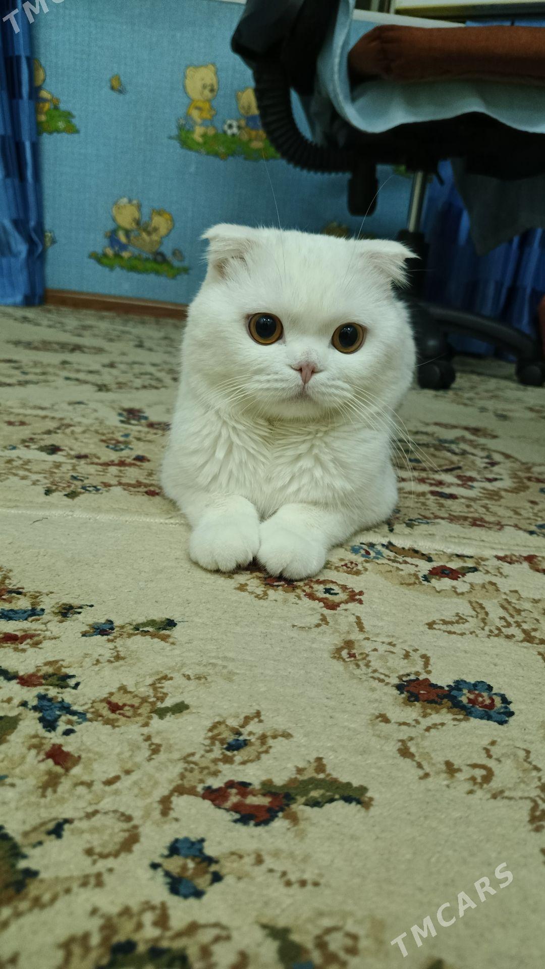 oğlan pişik gyz gerek - Mary - img 4