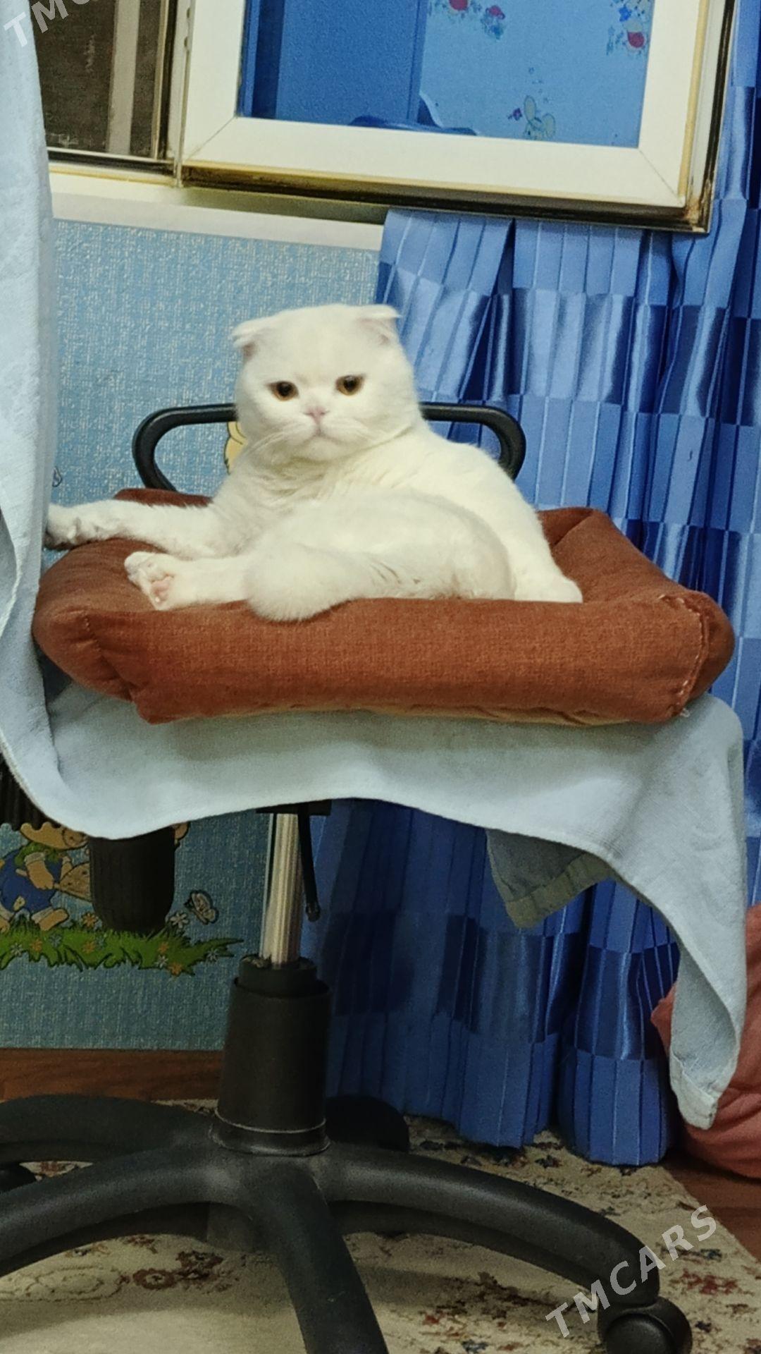 oğlan pişik gyz gerek - Mary - img 5