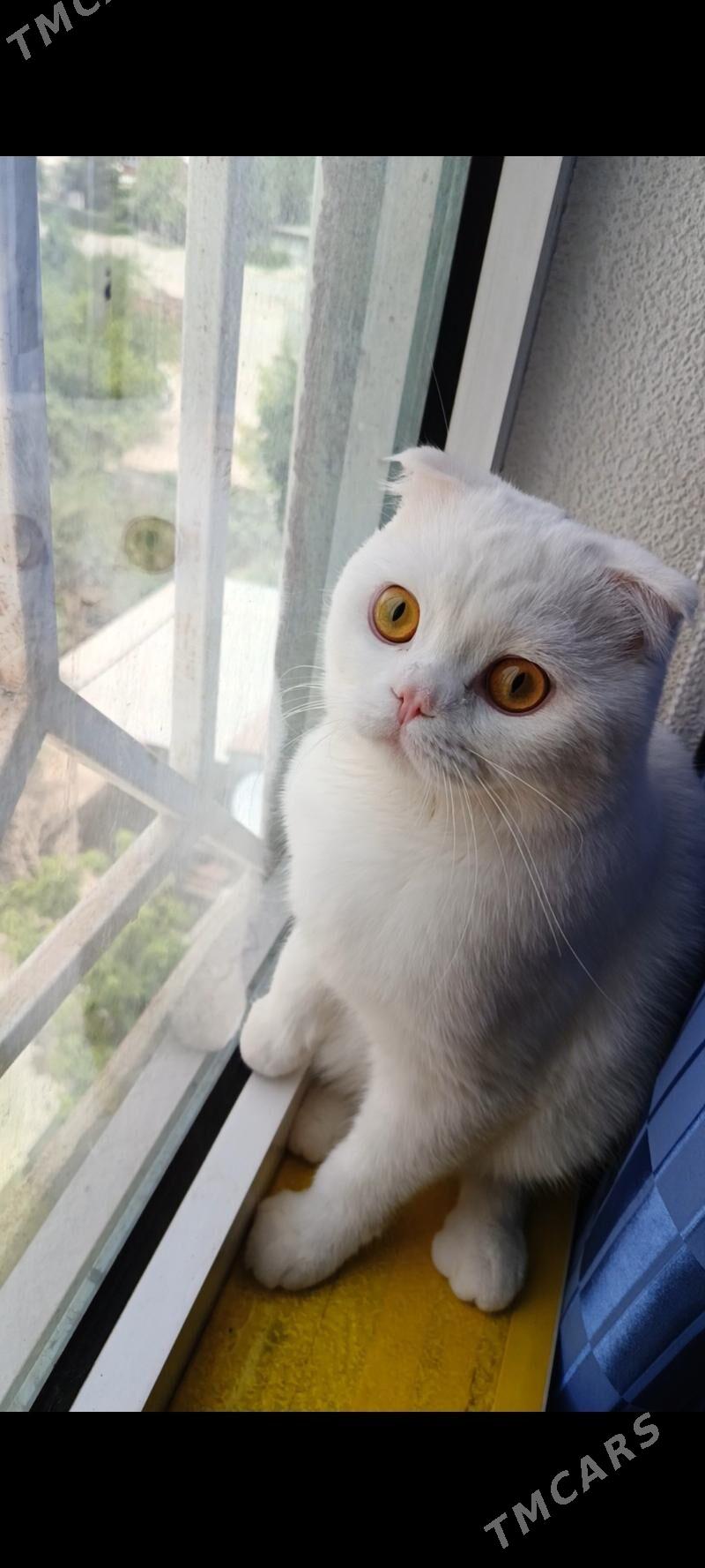 oğlan pişik gyz gerek - Mary - img 9