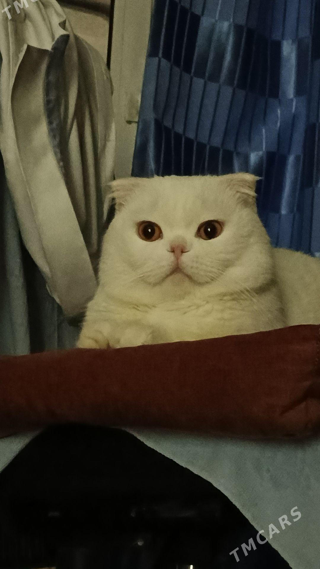 oğlan pişik gyz gerek - Mary - img 2