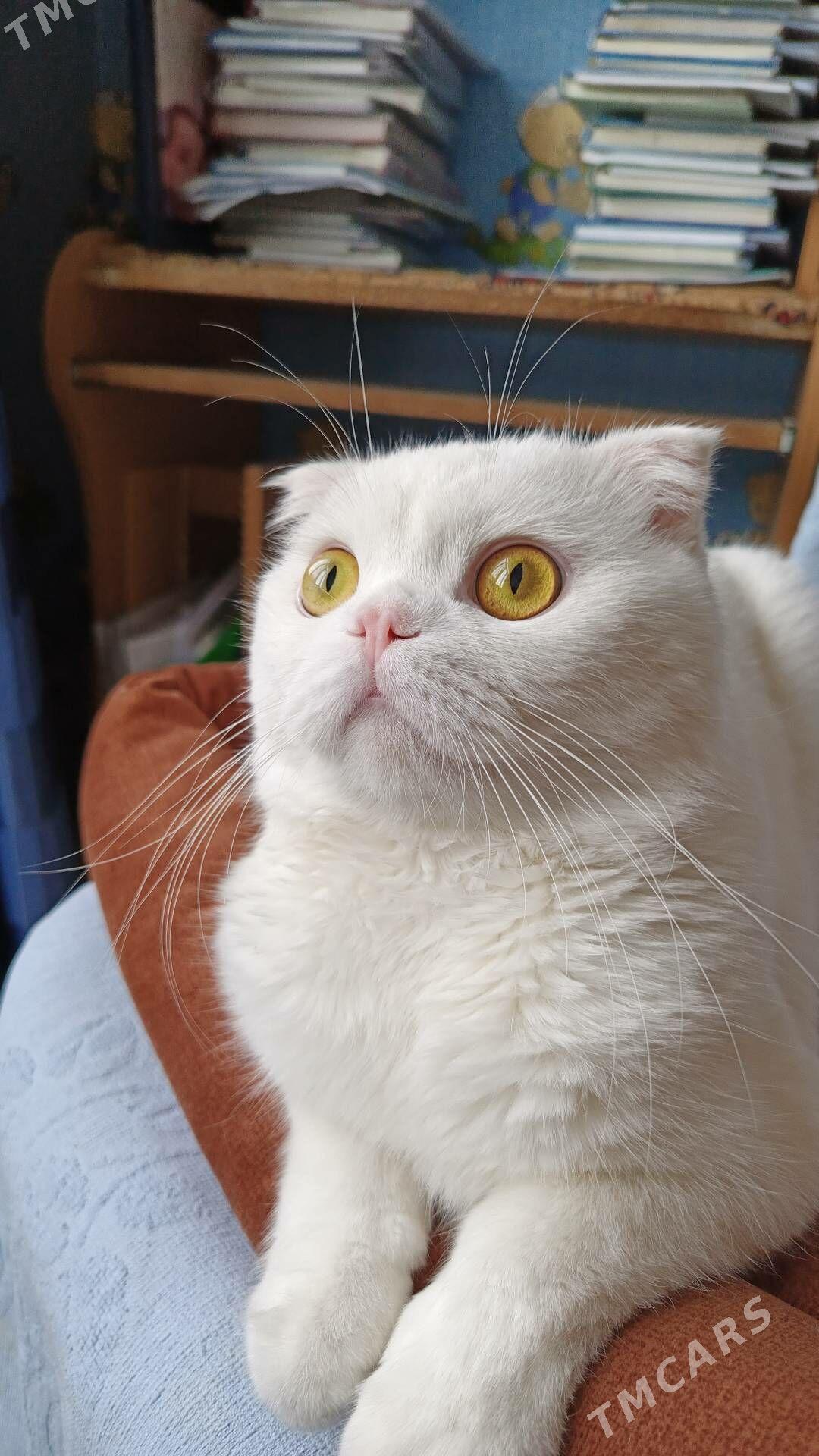 oğlan pişik gyz gerek - Mary - img 3