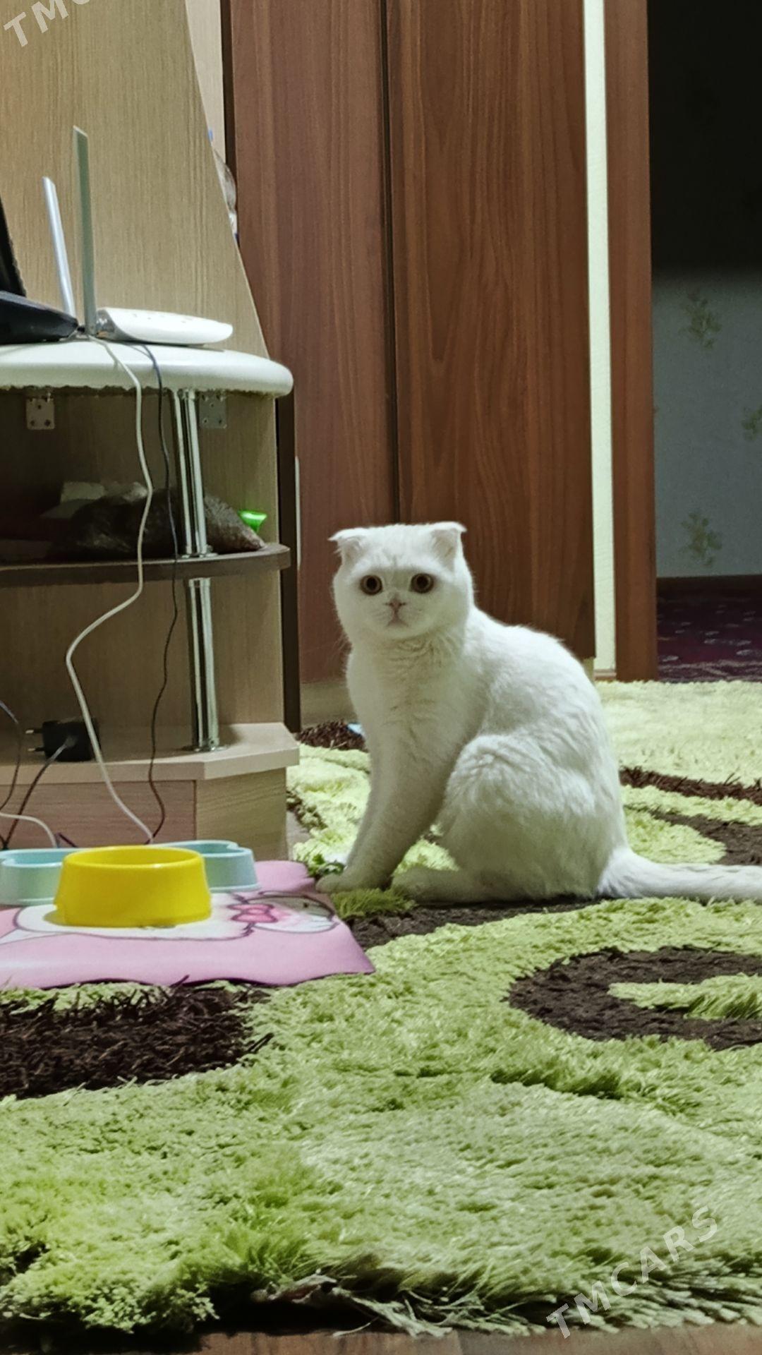 oğlan pişik gyz gerek - Mary - img 8