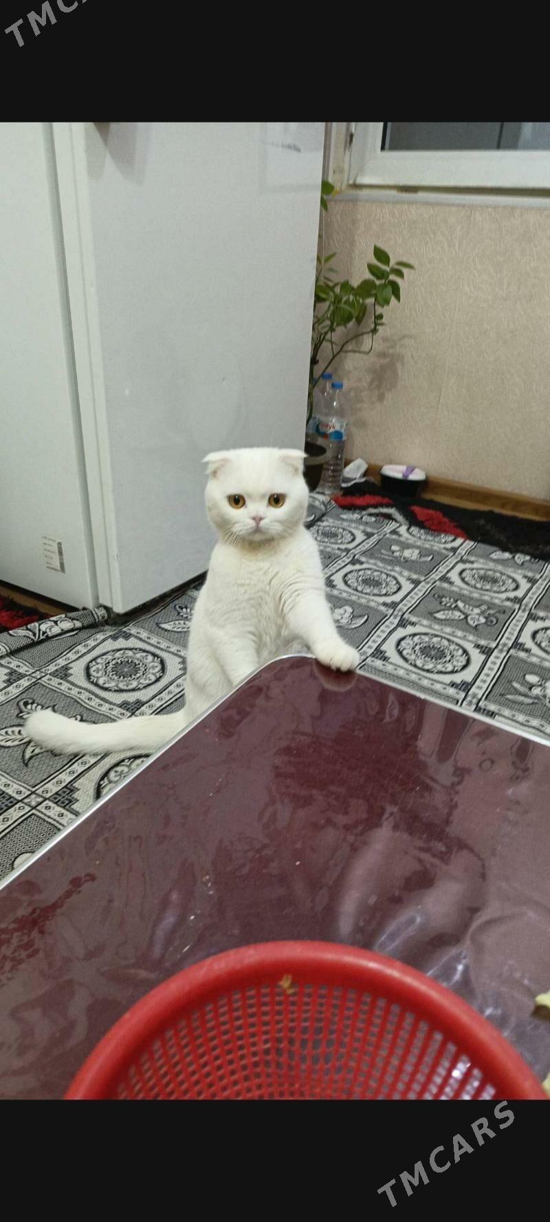 oğlan pişik gyz gerek - Mary - img 7