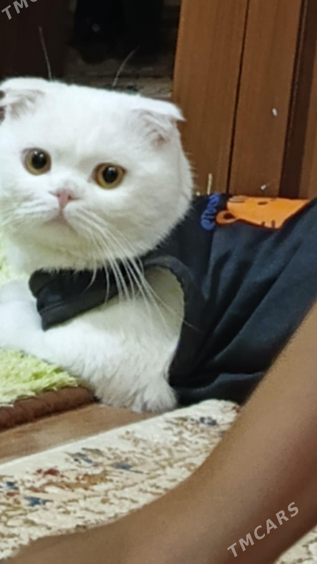 oğlan pişik gyz gerek - Mary - img 6