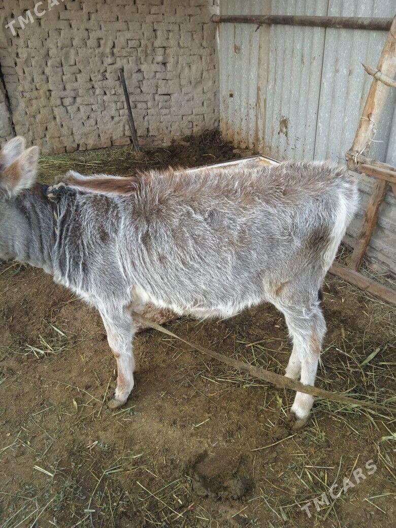 gololu sygyr - Мургап - img 5