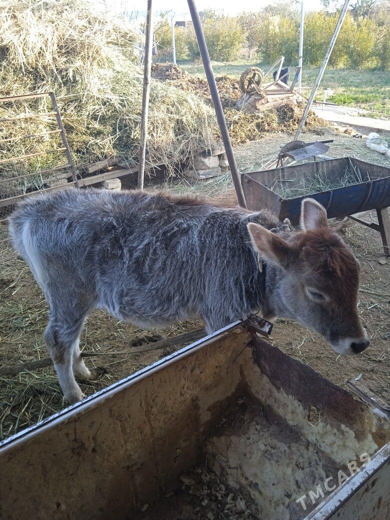 gololu sygyr - Мургап - img 6