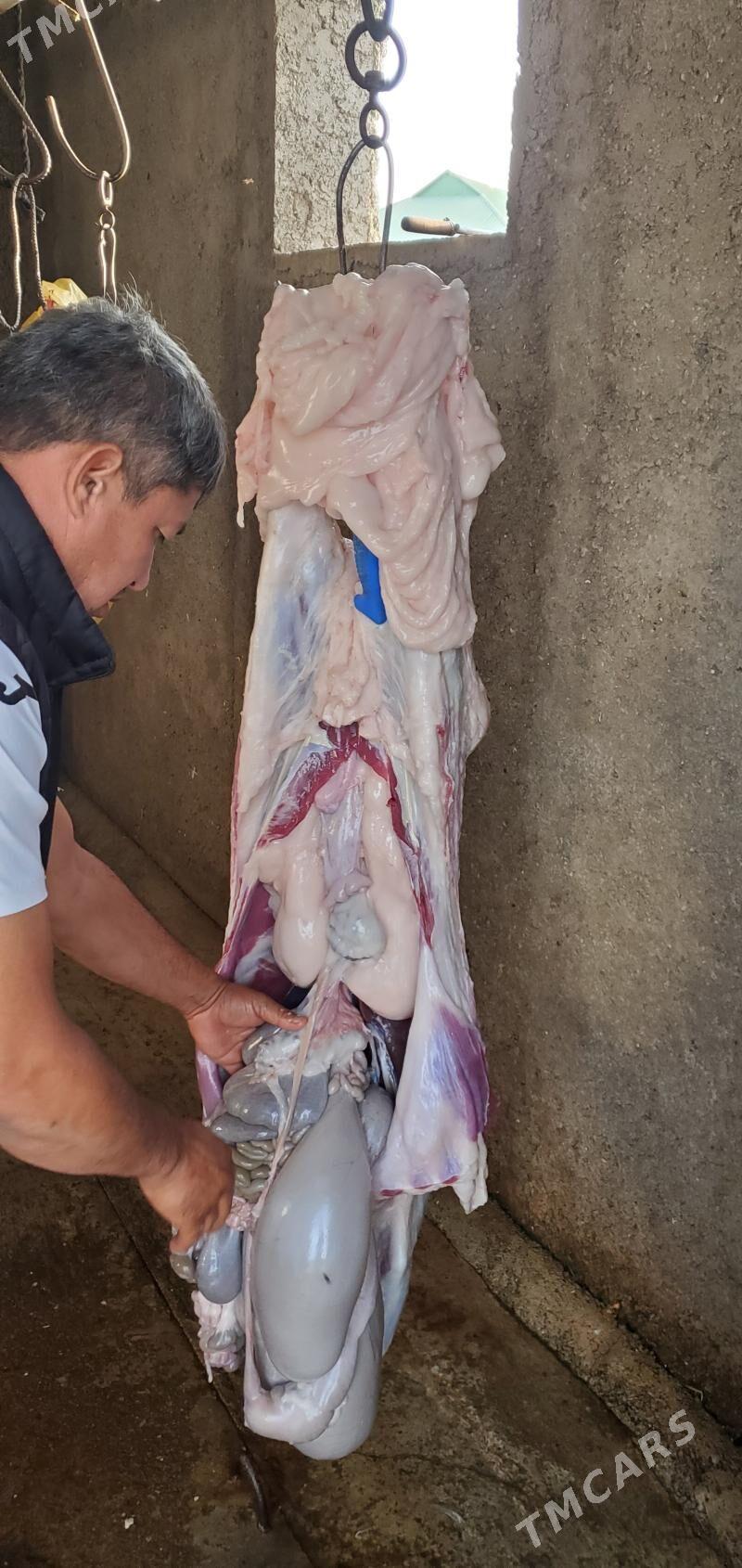 Goýun geçi çewiş tokly - Гарадамак - img 2