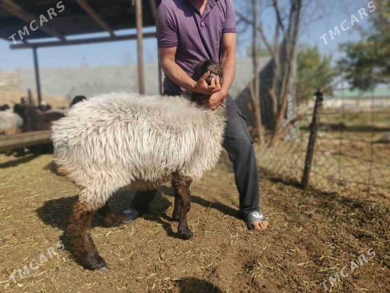 Goýun geçi çewiş tokly - Гарадамак - img 8