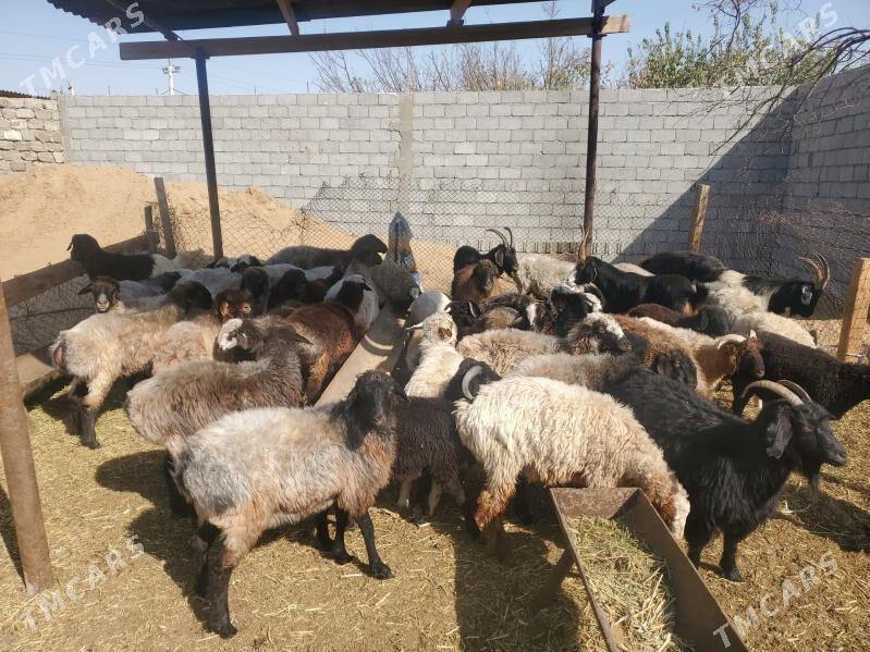 Goýun geçi çewiş tokly - Гарадамак - img 9