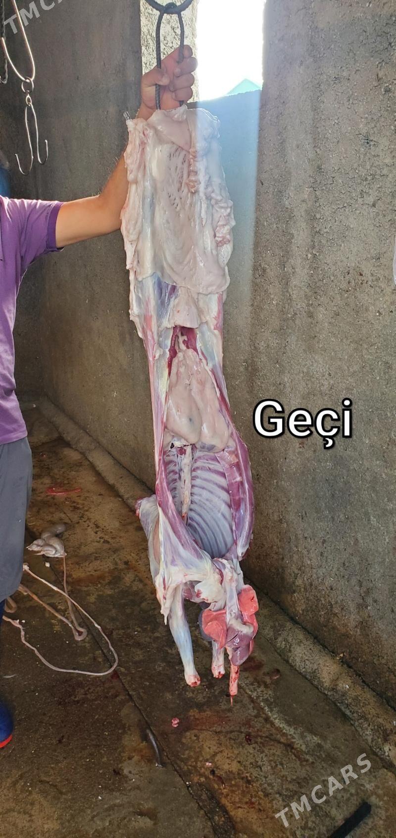 Goýun geçi çewiş tokly - Гарадамак - img 4