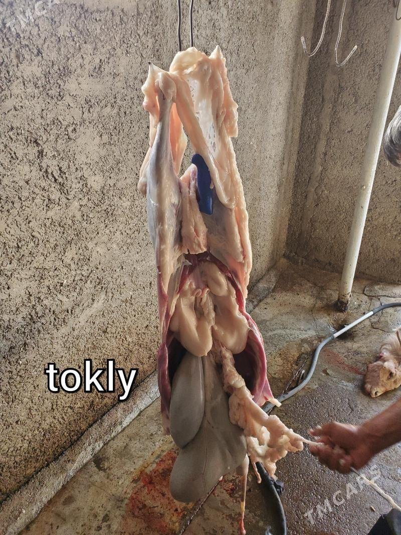 Goýun geçi çewiş tokly - Гарадамак - img 3