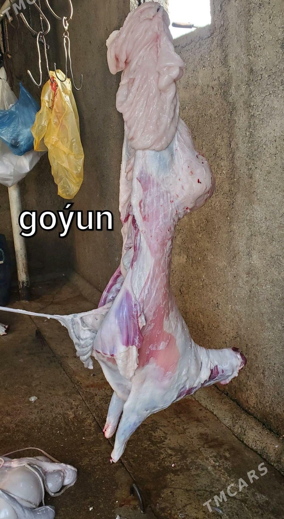 Goýun geçi çewiş tokly - Гарадамак - img 1