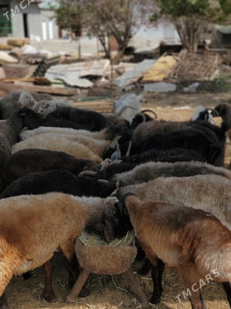 Goýun geçi çewiş tokly - Гарадамак - img 6