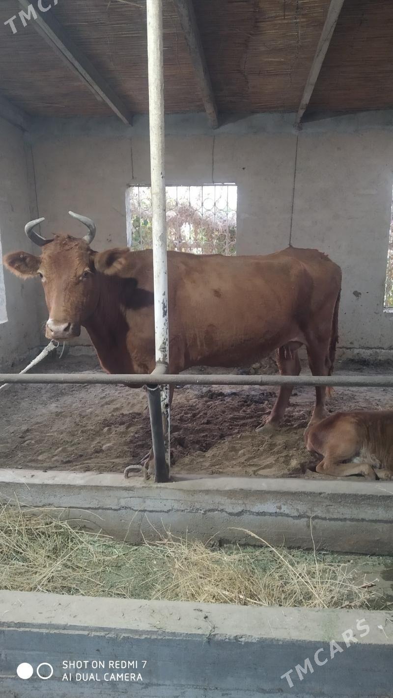 goleli sygyr - Murgap - img 1