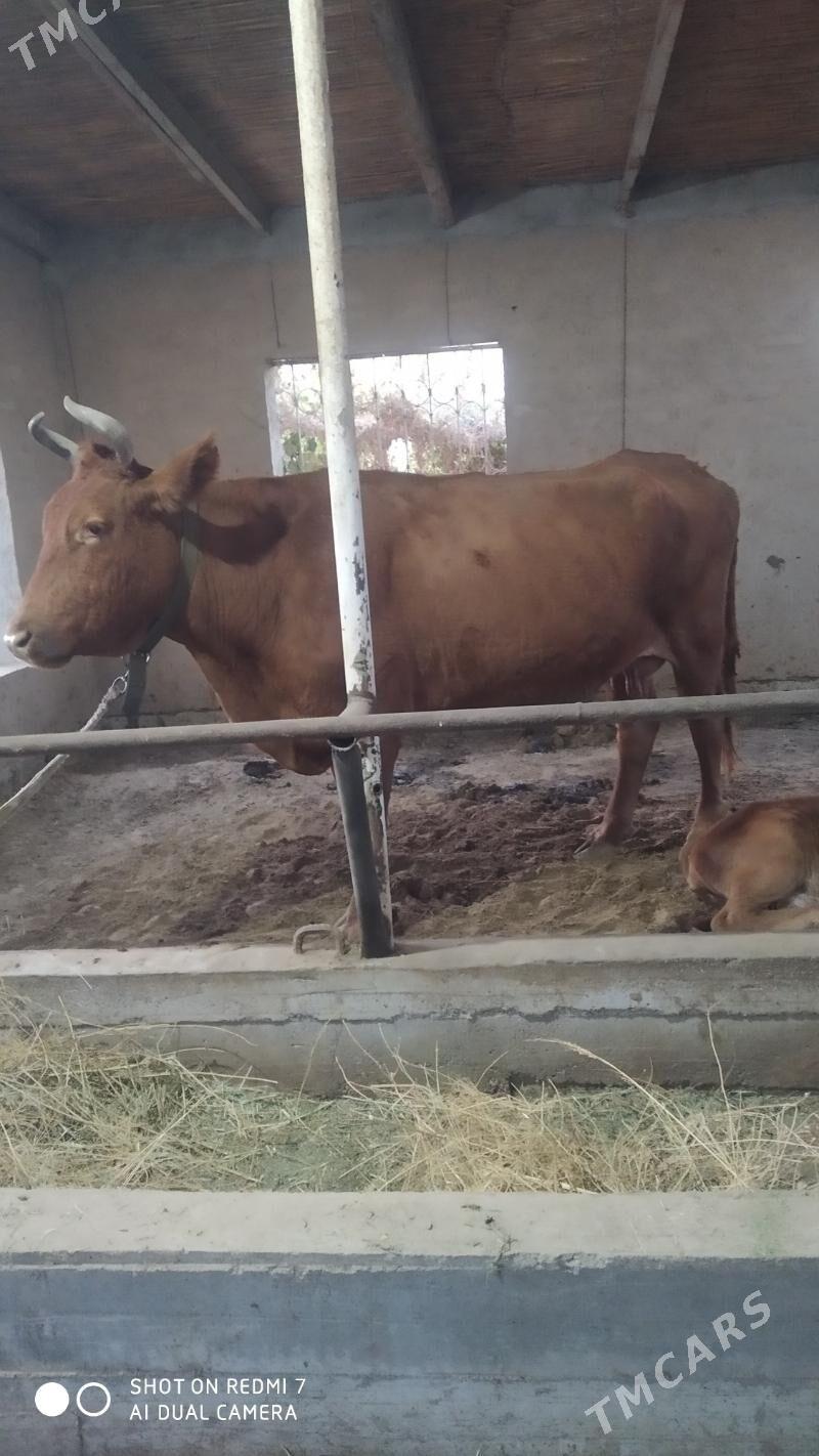 goleli sygyr - Murgap - img 2